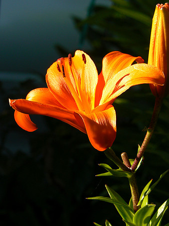 Lily