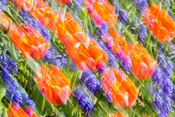 Tulips In Motion