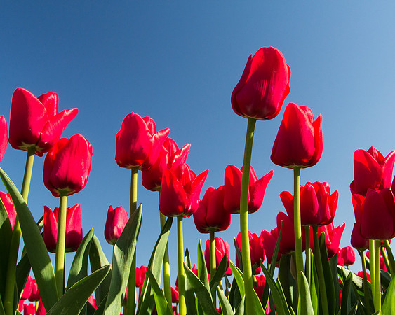 Towering Tulips