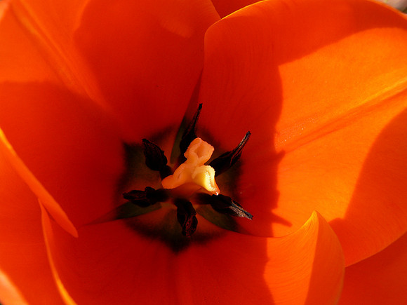 Tulip Detail