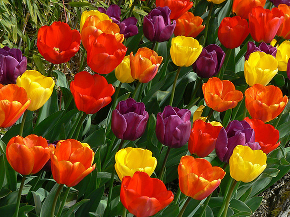 Tulip Assortment