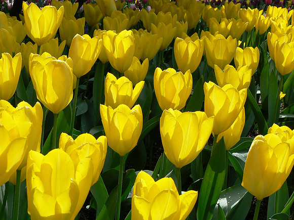 Skagit Tulips