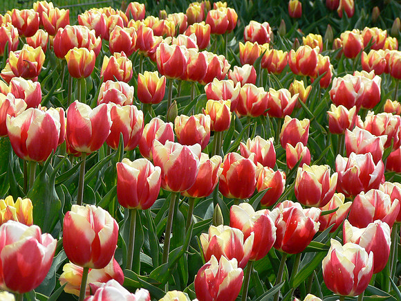 Two-toned Tulips