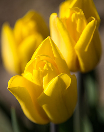 A Rose By Any Other Name Is... A Tulip!
