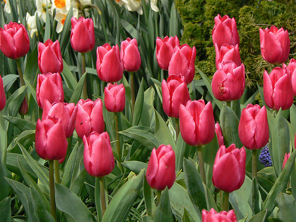 Red Tulips