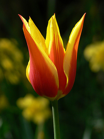Delicate Flame