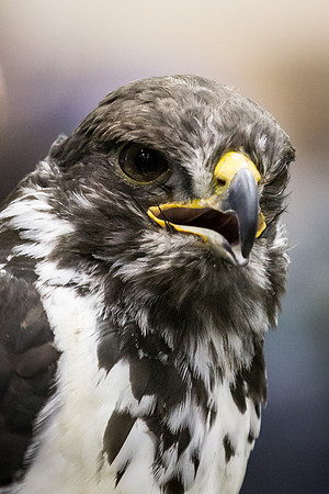 Taima - Seahawks Mascot