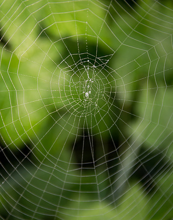 Dew On Spider Web