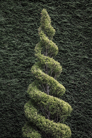 Corkscrew Juniper On Juniper