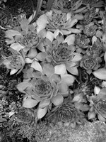 Sedum-Monochrome