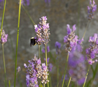 Bee On Lavender