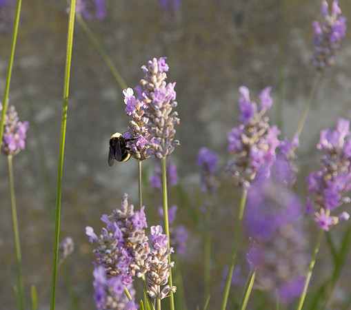 Bee On Lavender