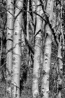 Sandia Aspens