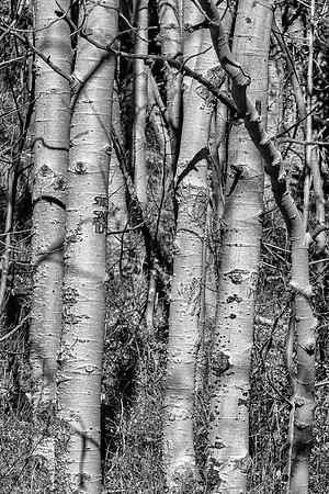 Sandia Aspens