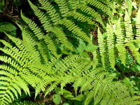 Ferns