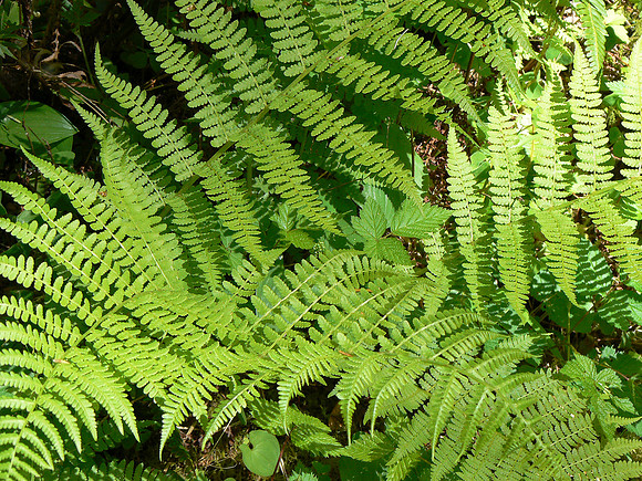 Ferns