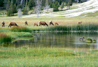 Dinner Time at Old Faithful Geyser Basin