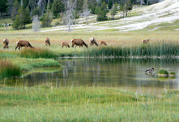 Dinner Time at Old Faithful Geyser Basin