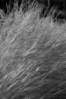 Grass