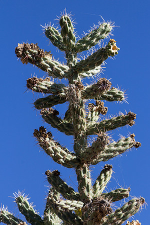 Cholla
