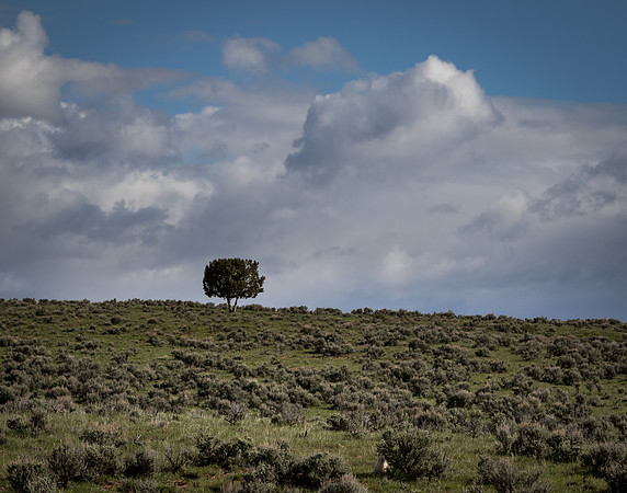 Lone Tree