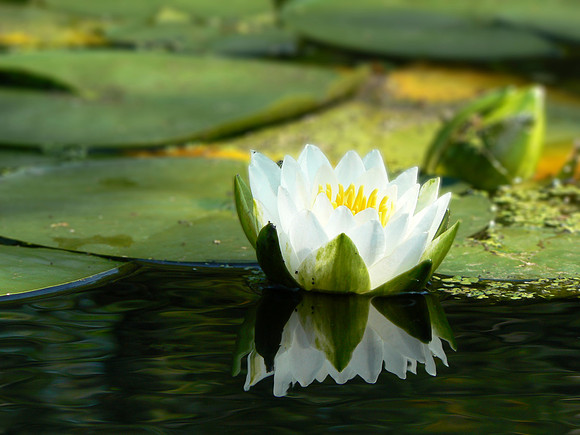 Water Lily