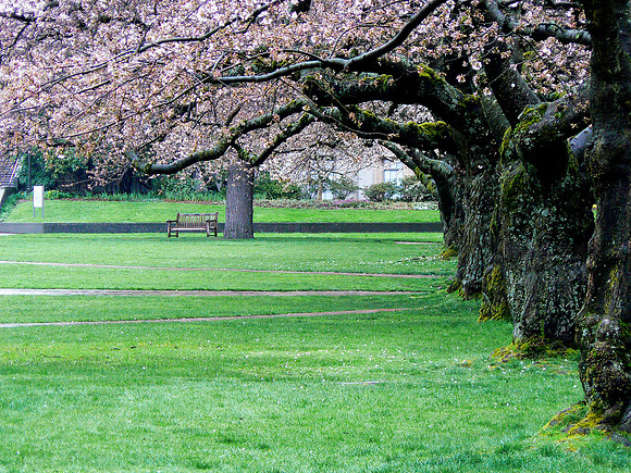 Cherry Blossoms 2