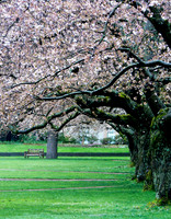 Cherry Blossoms