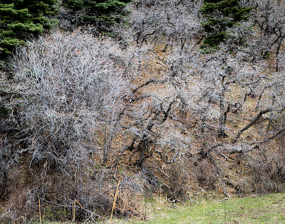 Not Yet Spring