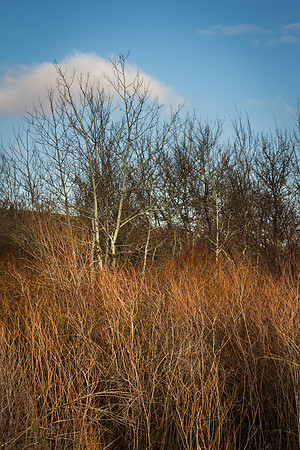 Montana Winter Texture 2
