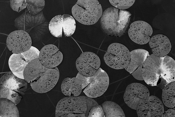 Water Drops on Lily Pads
