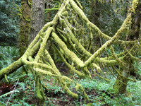 Tradition Plateau Natural Sculpture