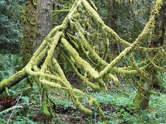 Tradition Plateau Natural Sculpture