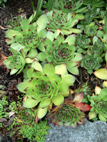 Sedum