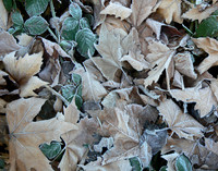 Frost On Leaves