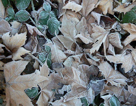 Frost On Leaves