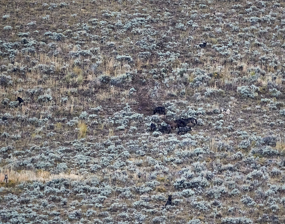 Junction Butte wolf pack 5