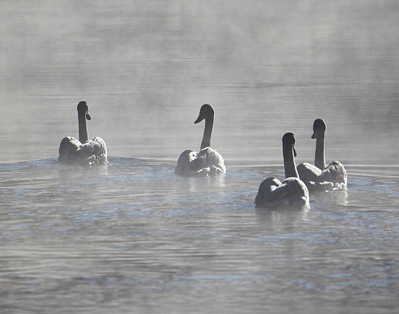 Swans in the Mist
