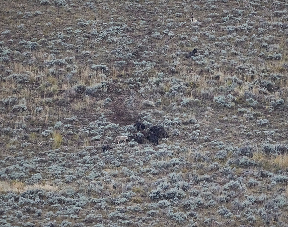 Junction Butte wolf pack 6