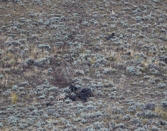 Junction Butte wolf pack 7