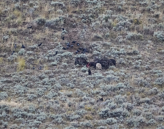 Junction Butte wolf pack 19