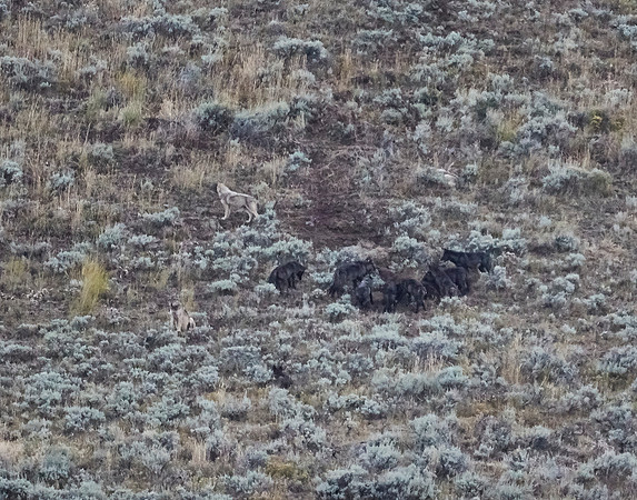 Junction Butte wolf pack 4