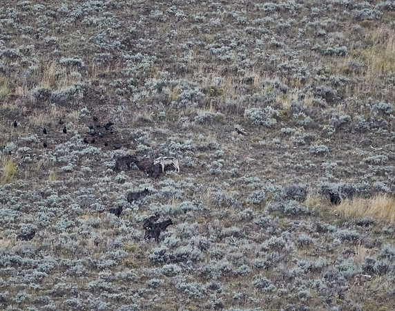 Junction Butte wolf pack 15