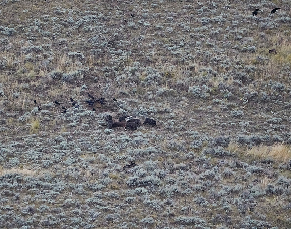 Junction Butte wolf pack 18