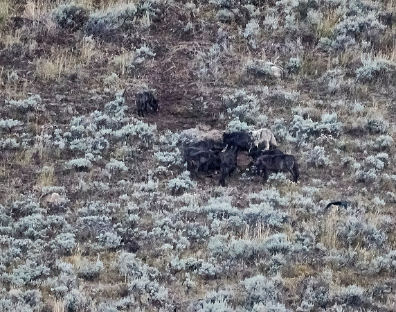 Junction Butte wolf pack 8