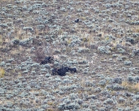 Junction Butte wolf pack 3