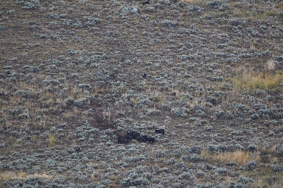 Junction Butte wolf pack 2