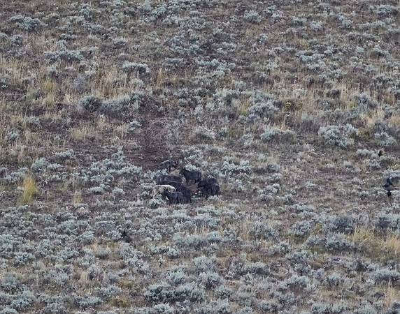 Junction Butte wolf pack 11