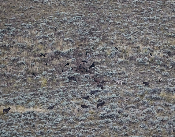 Junction Butte wolf pack 14
