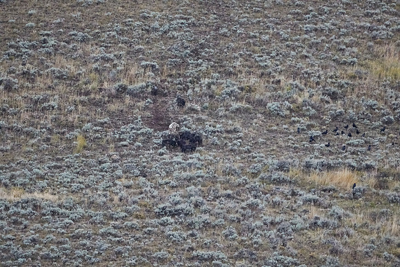 Junction Butte wolf pack 13